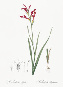 Gladiolus cunonius illustration 