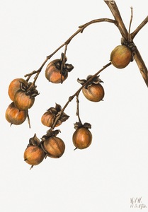 Persimmon Diospyros virginiana 1920