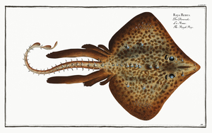 Rough Ray Raja Rubus