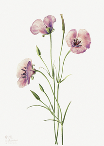 Lilac Mariposa Calochortus splendens 1926
