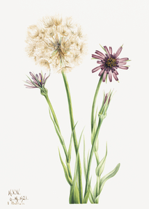 Salsify Tragopogon porrifolius 1921