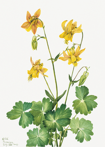Lemon Columbine Aquilegia flavescens 1925