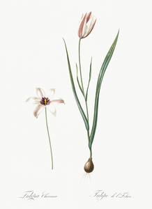 Lady tulip illustration 