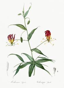 Flame lily illustration 