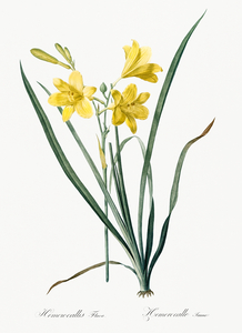 Daylily illustration 