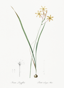 Ixia longiflora illustration 