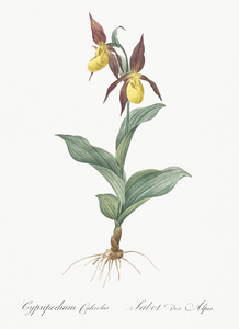 Lady slipper orchid illustration 