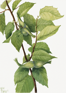 Beaked Hazelnut Corylus rostrata 1932