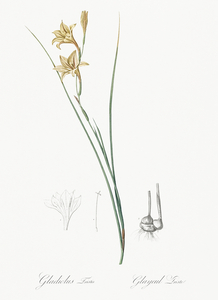 Lady slipper orchid illustration 