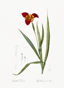 Tiger flower illustration 