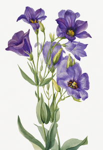 Eustoma russelianum 1930