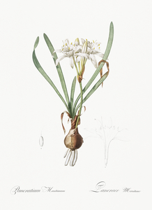 Sea daffodil illustration 