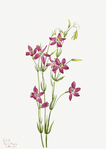 Centaurium Centaurium venustum 1925