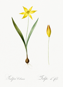 Tulipa celsiana illustration 