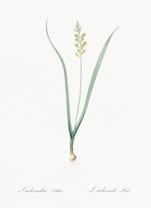 Lachenalia pallida illustration 