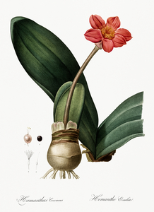 Blood lily illustration 