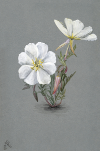 Giant Helleborine Epipactia gigantea 1880