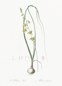 Albuca illustration