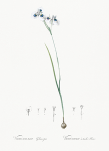 Vieusseuxia glaucopis illustration 