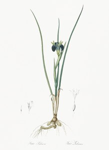 Snake head illustration 