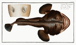 Sea Devil Lophius Piscatorius