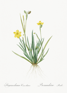Yellow eyed grass illustration 