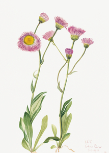 Meadow Fleabane Erigeron speciosus 1920