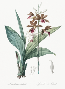 Limodorum tankervilleae illustration 