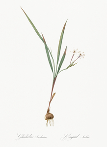 Gladiolus inclinatus illustration 