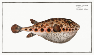 Spenglers Tetrodon Tetrodon Spengleri