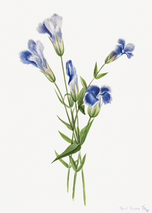 Fringed Gentian Gentiana crinita 1905