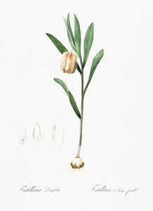 Lachenalia pendula illustration 