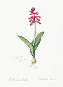 Lachenalia pendula illustration 