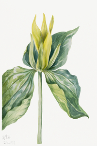 Wake-Robin Trillium underwoodii 1937