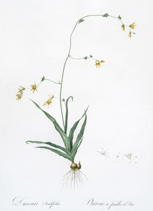 Diasia iridifolia illustration 