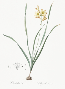 Gladiolus lineatus illustration 