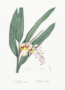 Shellflower illustration 