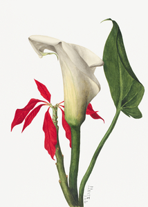 Calla Lily 1877