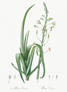 Albuca cornuta illustration 