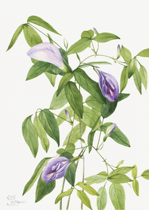 Butterfly Pea Clitoria mariana 1934