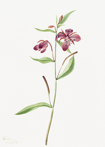 Red Willowweed Epilobium latifolium 1911