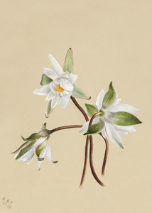 Water Lilies Castalia odorata 1879