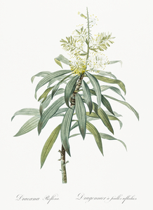 Pleomele illustration 