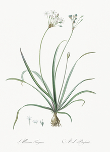 Allium fragrans illustration 
