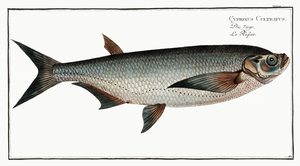 Knife-Carp Cyprinus Cultratus