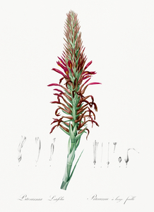 Pitcairnia latifolia illustration 