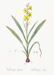 Wachendorfia thyrsiflora illustration 