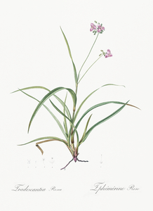 Spiderwort illustration 