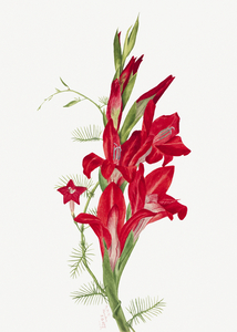 Cannas and Cypress Vine Canna species and Ipomoea quamoclit 1877