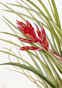 Quill Leaf Tillandsia Tillandsia fasciculata 1929